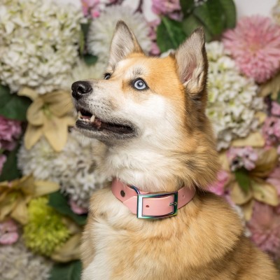 A close up of a dog wearing a collar
