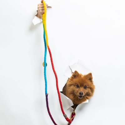 A small dog on a leash