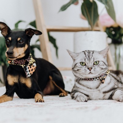 a cat and dog lying next to each other in bed