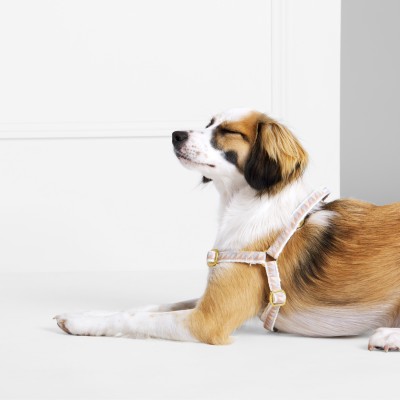 A brown and white dog lying on the ground wearing a harness