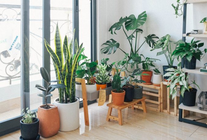 A room filled with furniture and a plant